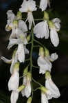 Kentucky yellowwood